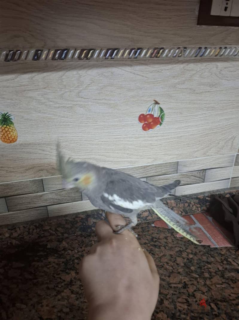 كوكتيل شباب 8