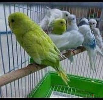 مطلوب عصافير مقصفة