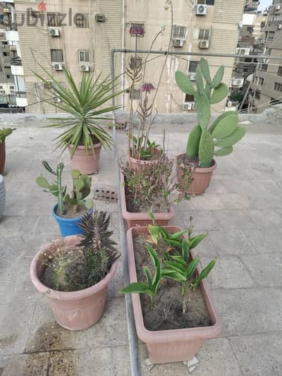 احواض زرع نباتات مختلفة