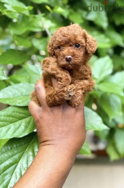 Toy poodle - maltipoo - توي بودل - مالتي بو