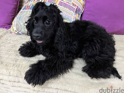 Cocker spaniel puppy