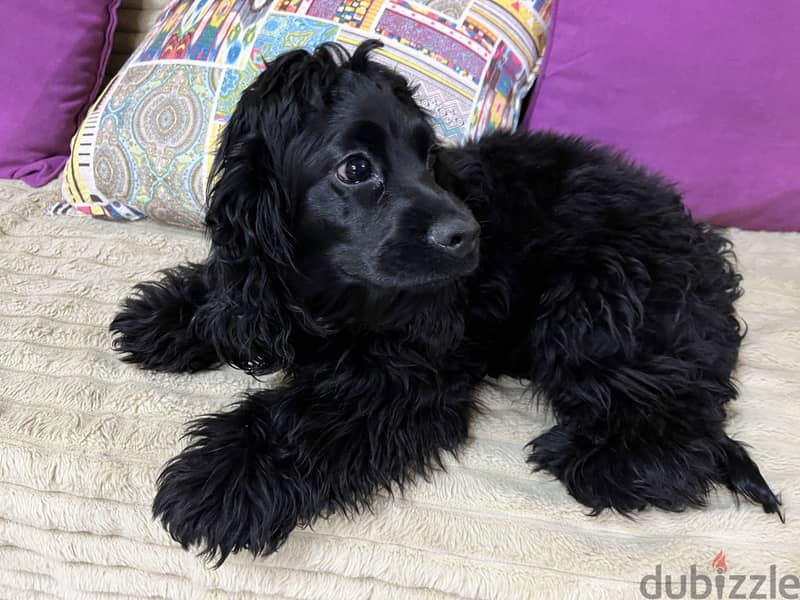 Cocker spaniel puppy 1