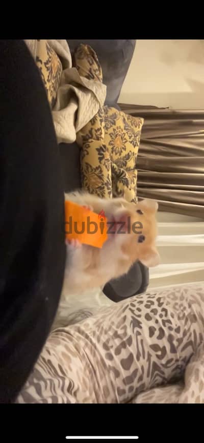 متاح استضافه لحيواناتكم الاليفه50 egy