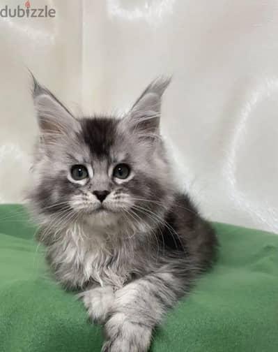 Maine coon kitten female from Russia