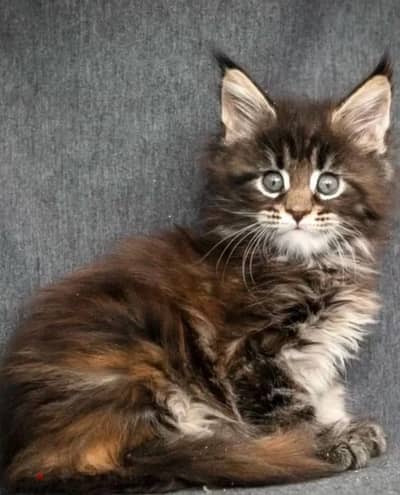 Maine coon kitten female from Russia