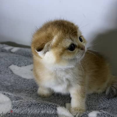 Scottish fold female سكوتش فولد