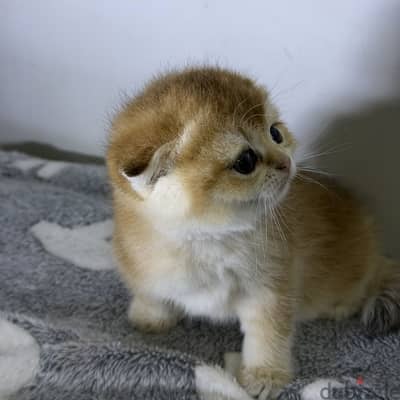 Scottish fold female سكوتش فولد