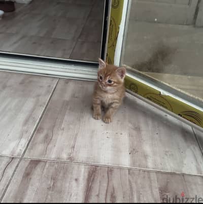 قطط بلدي - ذكور