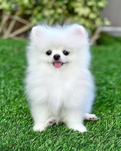 Pomeranian (white, mother from Russia)