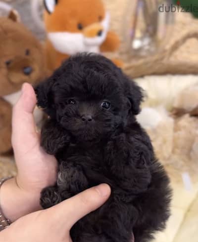 Toy poodle توي بودل