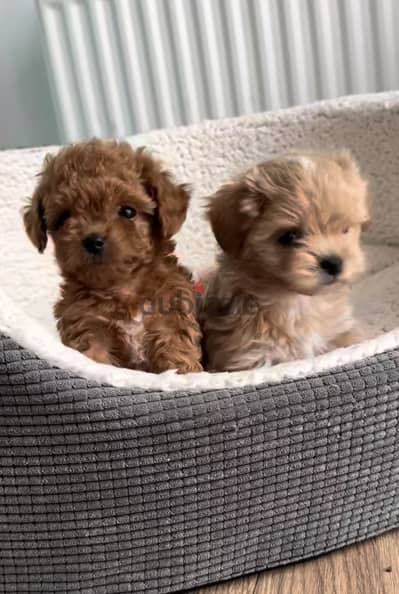 Toy poodle / maltipoo توي بودل - مالتي بو