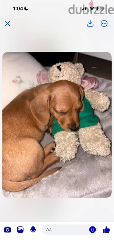 Puppy dachshund for sale female 50 days