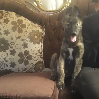 جروايه مالينو  داتش شراسه فطريه