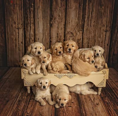 Purebred female Golden puppy, 40 days old