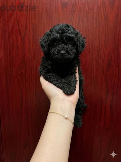 Purebred Poodle puppy