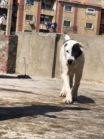 best alabai puppy اقوي جرو الاباي