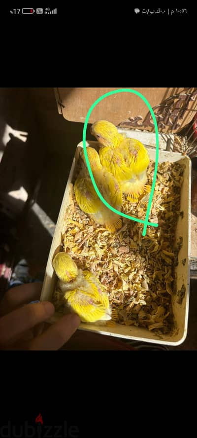 اخر زغلول روز اوبلاين اورنج تاكيل يدوي أهالي مستوي جامد اوي  وموجود صو