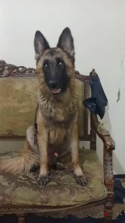 دكر جيرمن