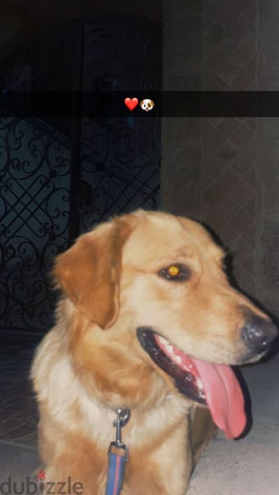 Golden for sale