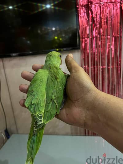 دور هندي