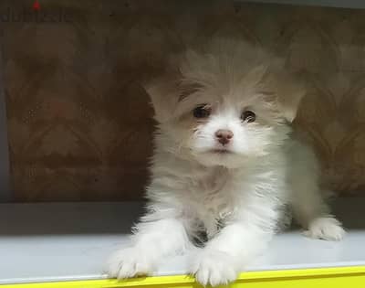 Purebred Griffon puppy, born 40 days old