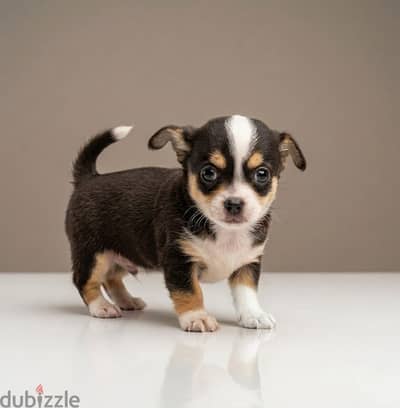 ذكر شيواوا الوان نادره ومميزه Chihuahua