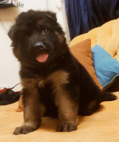 Available: Cute male and female German Shepherds