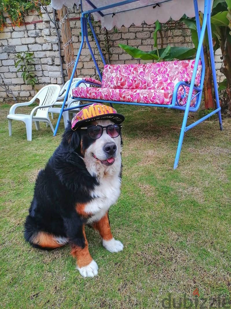 Bernese Mountain 3
