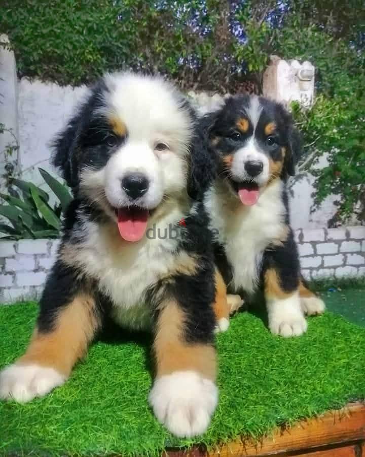 Bernese Mountain 2