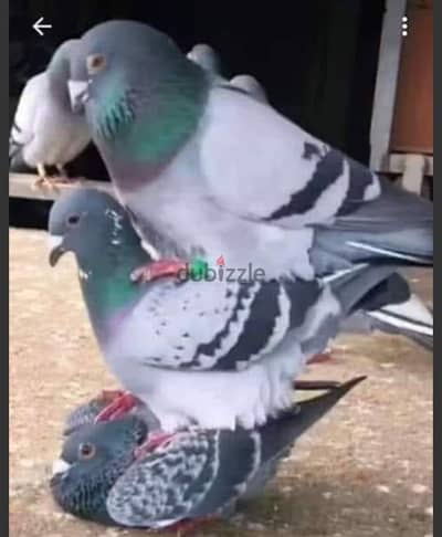 10 قصوص  رومى كينج لاحم للبيع