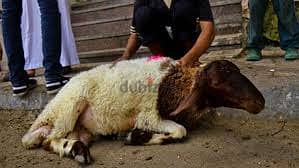 سيب أضحيتك علينا – ذبح شرعي + خدمة كاملة