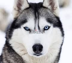 Siberian Huskey