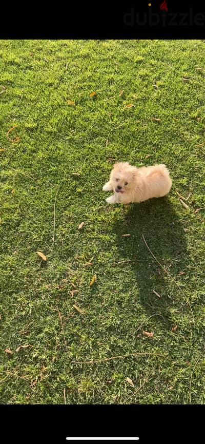 كلب مالتي بو maltipoo