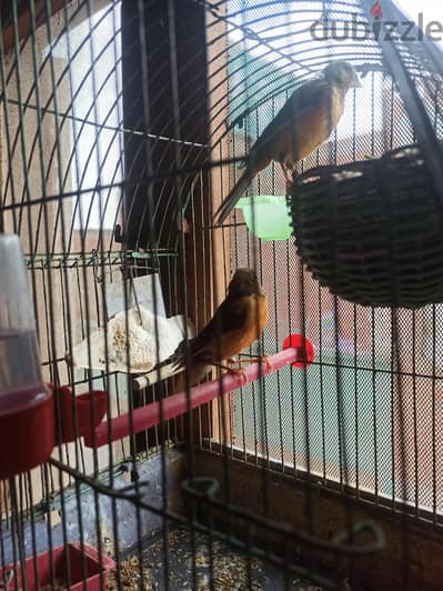قص مصبعات جاهز لاخر عش فالموسم للى يلحق