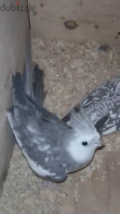 كوكتيل فرنساوي