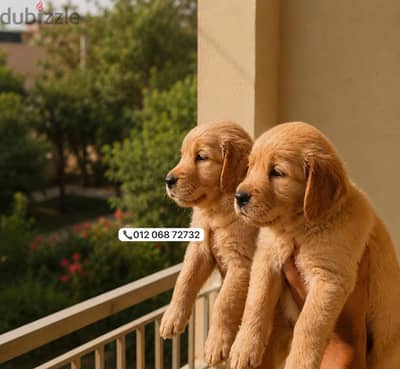 Golden retriever جولدن رتريفر