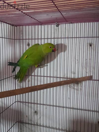 دره هندي
