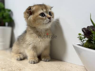 Scottish Fold Shorthair Gold