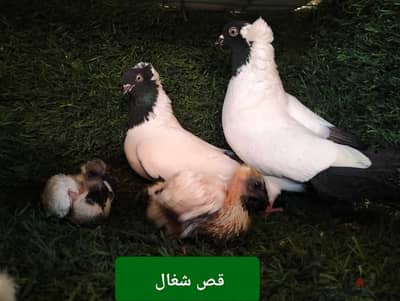 زيادات مستويات عالية للفرخ