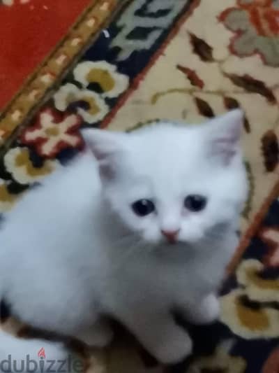 التجمع التالت