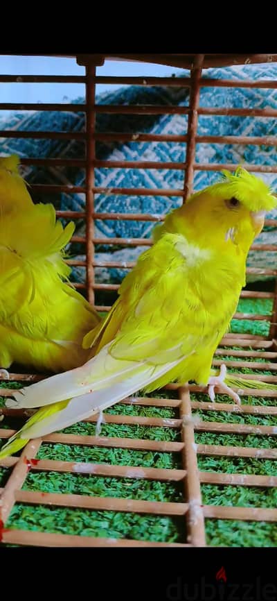 مطلوب نتايتين بادجى جاهزين او شغالين