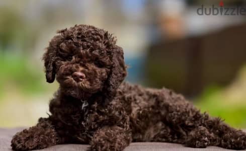 Lagotto romagnolo puppy female from Russia