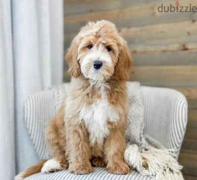 Labradoodle puppy boy from Russia