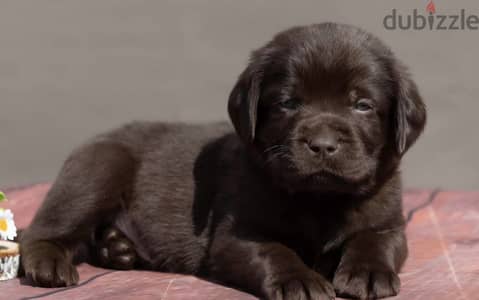 Labrador retriever puppies males and females