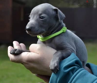 Italian greyhound puppies from Russia