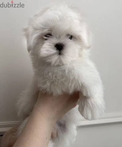 Maltese puppy male from Russia