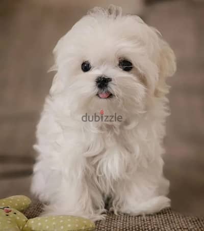 Maltese puppy boy from Russia