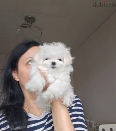 Maltese puppy boy from Russia