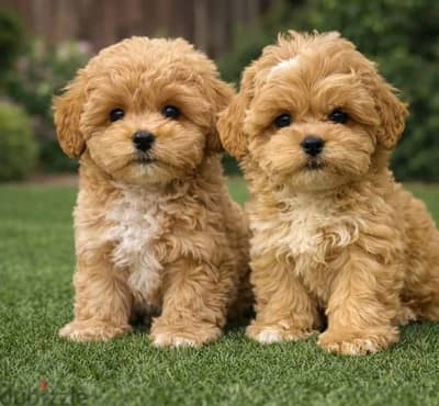 Maltipoo puppies from Russia