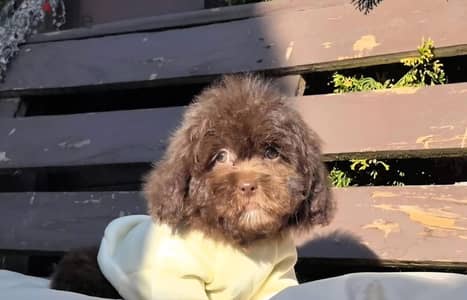Maltipoo puppy boy from Russia